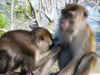 Khỉ biết đổi dịch vụ lấy tình