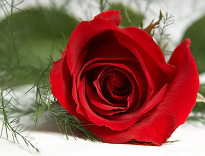Vũ khí màu đỏ của hoa hồng