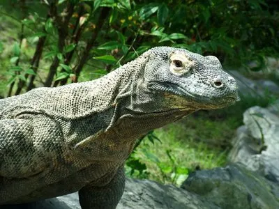 Rồng Komodo dùng nọc độc để giết mồi