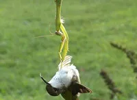 Khi con mồi phục kích kẻ đi săn
