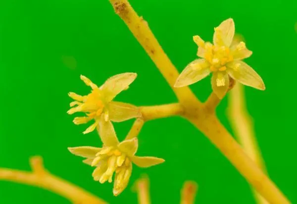 Những hiểu biết mới về sự tiến hoá của cây hạt kín đầu tiên