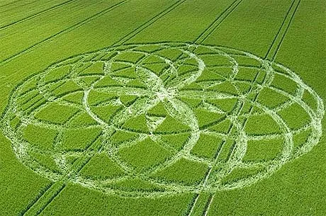 Những vòng tròn bí ẩn trên cánh đồng