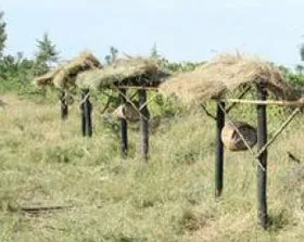 Tổ ong chặn đường voi phá hoại cây trồng