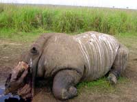 Công viên quốc gia Garamba (Daia)