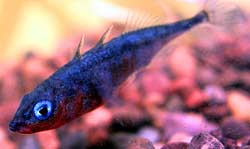 Cá gai Gasterosteus