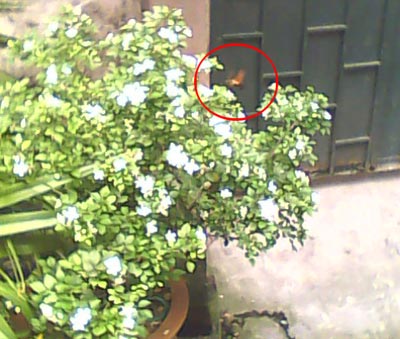 Chim ruồi có ở Việt Nam không?