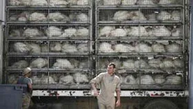 Dịch cúm A/H1N1 'hạ nhiệt' ở Nam bán cầu