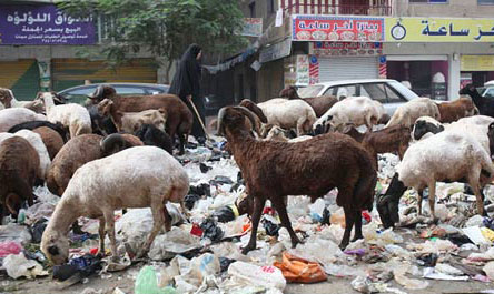 Không còn lợn, Cairo ngập trong rác