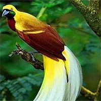 11 loại chim đẹp nhất hành tinh