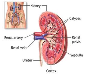 Rối loạn thận khi còn nhỏ gây ảnh hưởng lâu dài