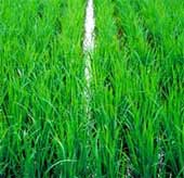 Nhật tạo giống lúa lá cứng, cao sản