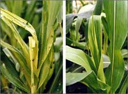 Cây chuyển gien - một thập kỷ thua và thắng