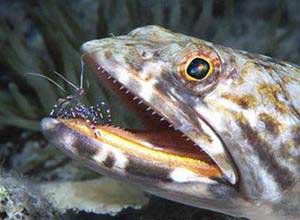 5 ảnh khoa học đoạt giải năm 2005