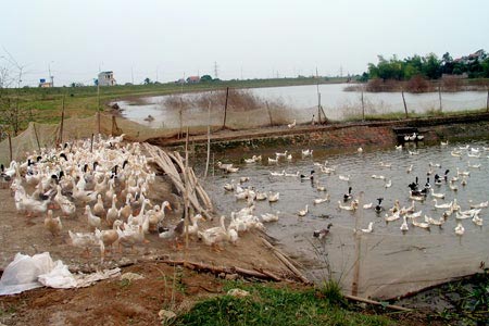 Cúm gia cầm tái bùng phát, tăng gánh nặng dịch bệnh