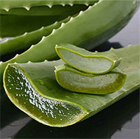 Những điều có thể chưa biết về cây lô hội