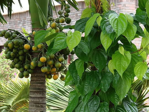 Ăn trầu cau làm tăng nguy cơ ung thư vòm họng