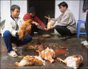 Cúm A/H5N1 trở lại