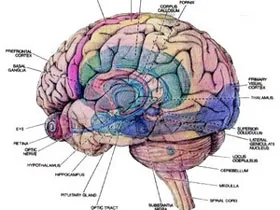 Cấu trúc não người thay đổi trong xã hội thông tin