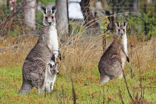 Nông dân Australia muốn tiêu diệt loài chuột túi