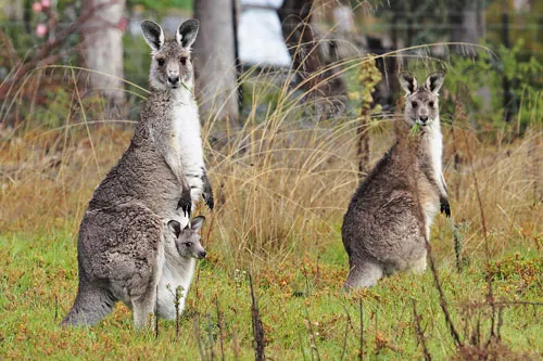 Nông dân Australia muốn tiêu diệt loài chuột túi