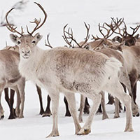 Sự thật về tuần lộc, loài hươu hùng vĩ dùng để kéo xe chở ông già Noel