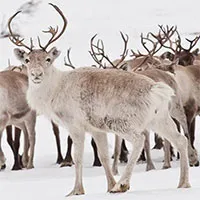 Sự thật về tuần lộc, loài hươu hùng vĩ dùng để kéo xe chở ông già Noel
