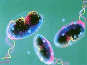 Vi khuẩn di chuyển và truyền nhiễm là nhờ canxi