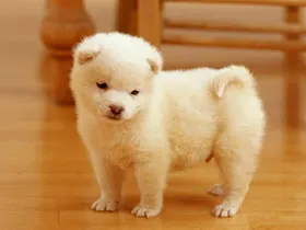 Bí mật về phương hướng vẫy đuôi của chó