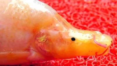 Tìm thấy loài cá lạ ở Trung Quốc