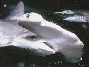 Cá mập đầu búa