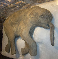 Xác voi Ma mút 42.000 năm tuổi xuất hiện trước công chúng