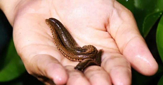 Đỉa bạo chúa