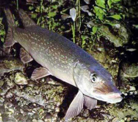 Cá chó Esox lucius