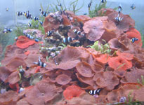 Đại dương và những phát hiện mới của y học