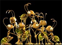 Kiến cũng dạy và học