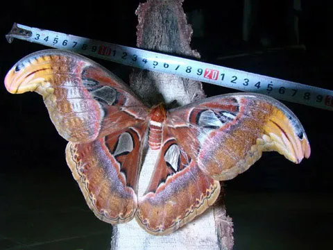 ベトナムで巨大なガ見つかる