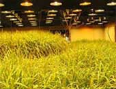 Thu hoạch lúa dưới lòng đất