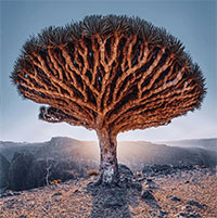 Khám phá đảo Socotra - Nơi có cây độc đáo bậc nhất hành tinh