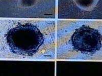 Tạp chí Khoa học rút lại bài báo về nghiên cứu của ông Hwang