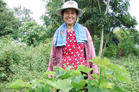 Thận trọng với cây Jatropha