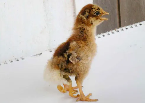 Gà con 4 chân, phao câu mọc... trên lưng