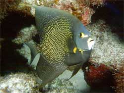 Ngôn ngữ loài cá