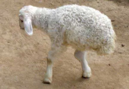 Con cừu lạ chỉ có hai chân