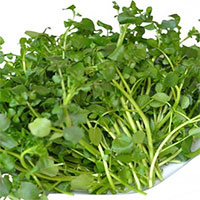 Lợi ích tuyệt vời của rau cải xoong