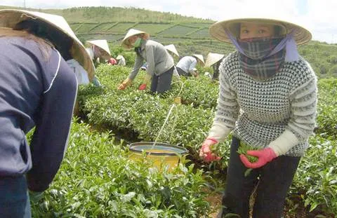 Trà chứa nhiều caffeine hơn cà phê