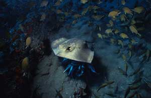 Cá đuối gai độc