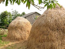 Sản xuất nhiên liệu sinh học từ rơm khô và cây