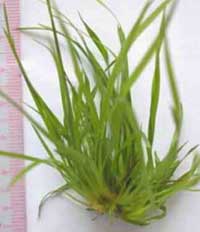 Việt Nam: Đầu tư bảo vệ môi trường & công nghệ sinh học