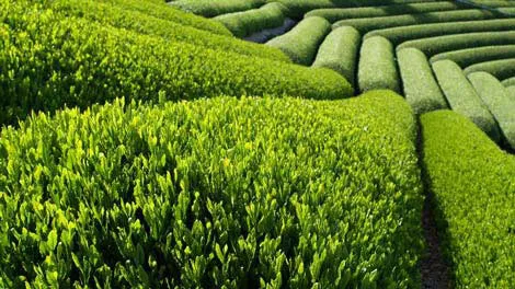 Thử dùng chất chiết từ chè xanh chữa ung thư máu