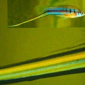 Cá mọc kiếm chỉ để trang trí